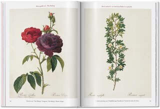 Aperçu du contenu 2_Redouté. Roses