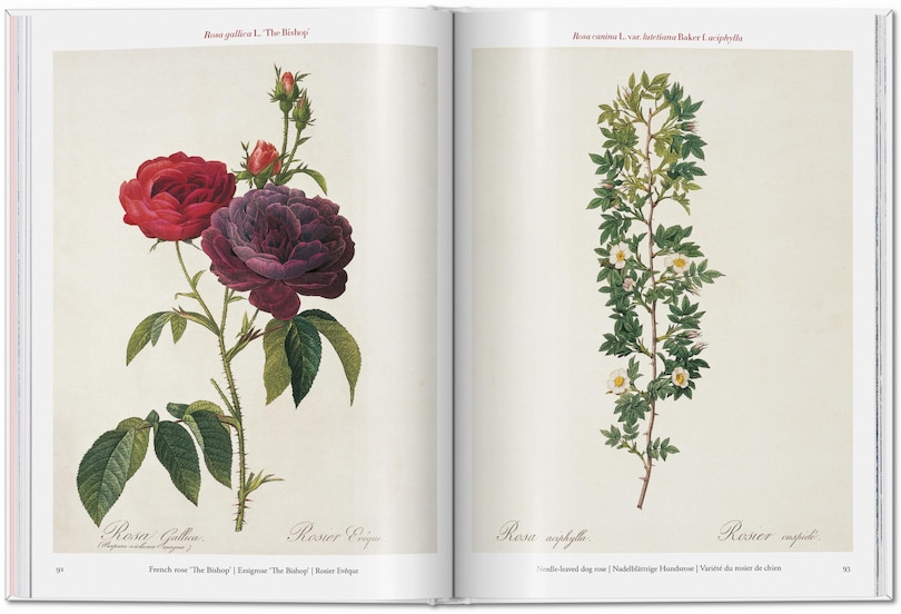 Aperçu du contenu 2_Redouté. Roses