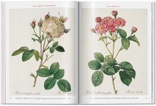 Aperçu du contenu 3_Redouté. Roses