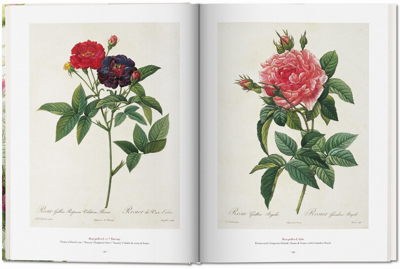 Aperçu du contenu 2_Redouté. The Book Of Flowers