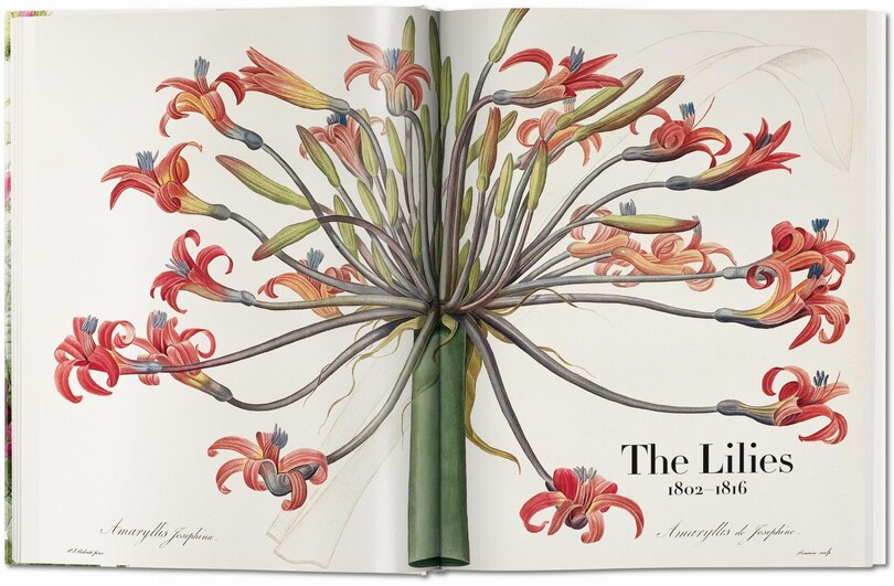 Aperçu du contenu 5_Redouté. The Book Of Flowers