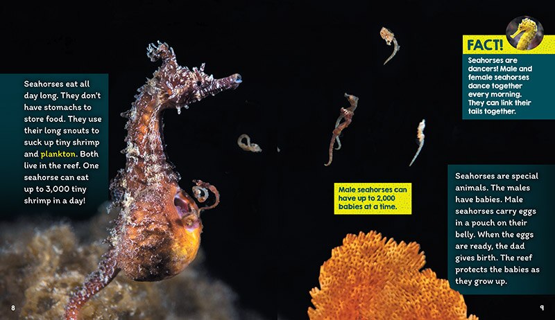 Aperçu du contenu_Reefs (Learn About: Animal Homes)