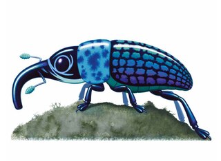 Aper&ccedil;u du contenu 2_Remarkable Animals