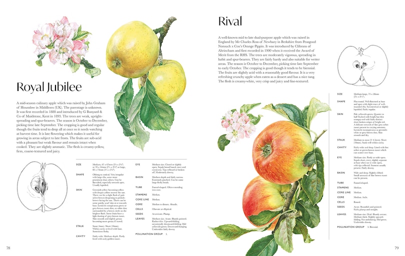 Aper&ccedil;u du contenu_Rosie Sanders' Apples