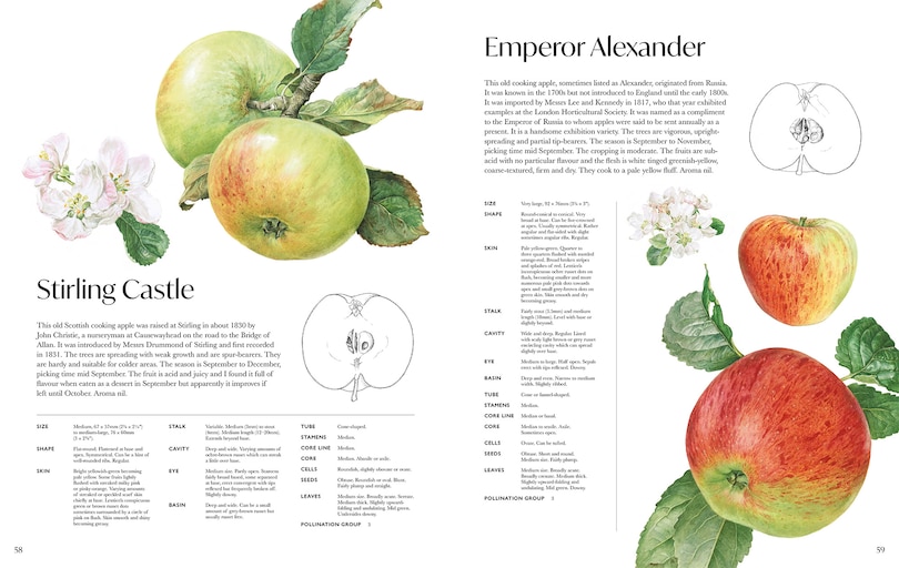 Aper&ccedil;u du contenu 2_Rosie Sanders' Apples