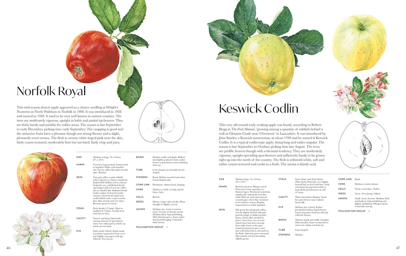 Aper&ccedil;u du contenu 3_Rosie Sanders' Apples