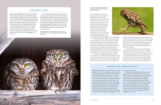 Sample content_RSPB British Birds of Prey: New Edition
