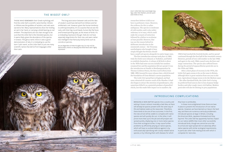 Sample content_RSPB British Birds of Prey: New Edition