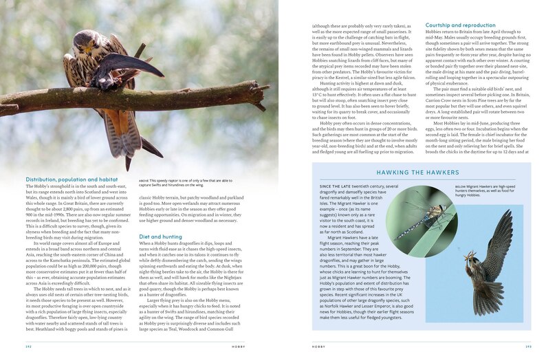 Sample content 2_RSPB British Birds of Prey: New Edition