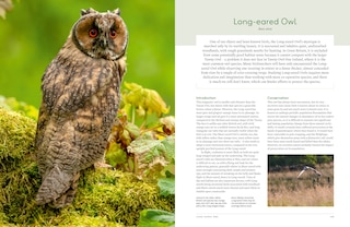 Sample content 3_RSPB British Birds of Prey: New Edition