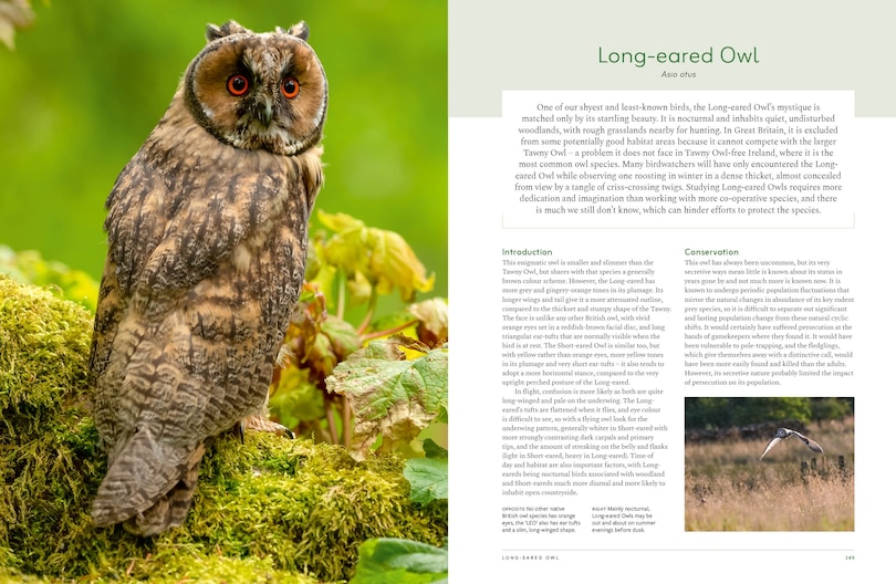 Sample content 3_RSPB British Birds of Prey: New Edition