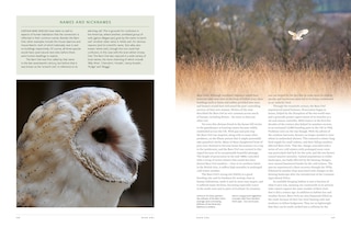 Sample content 4_RSPB British Birds of Prey: New Edition