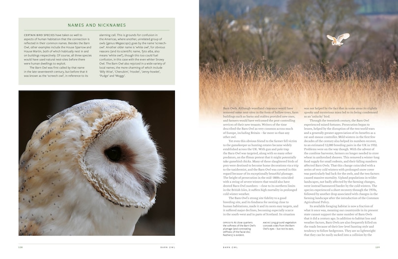 Sample content 4_RSPB British Birds of Prey: New Edition