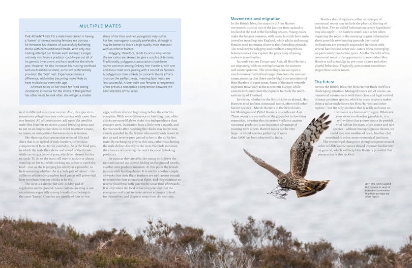 Sample content 5_RSPB British Birds of Prey: New Edition