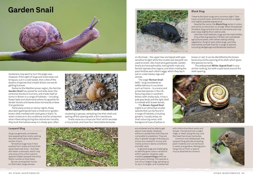 Sample content 2_RSPB Everyday Guide to British Wildlife