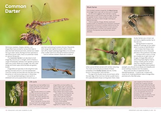 Sample content 3_RSPB Everyday Guide to British Wildlife