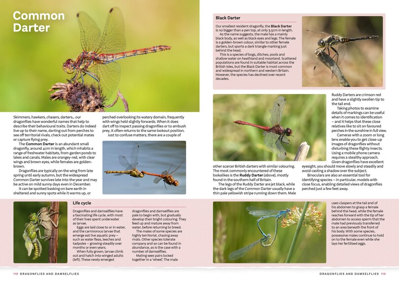 Sample content 3_RSPB Everyday Guide to British Wildlife