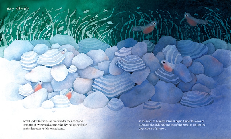 Sample content 3_Salmon Run