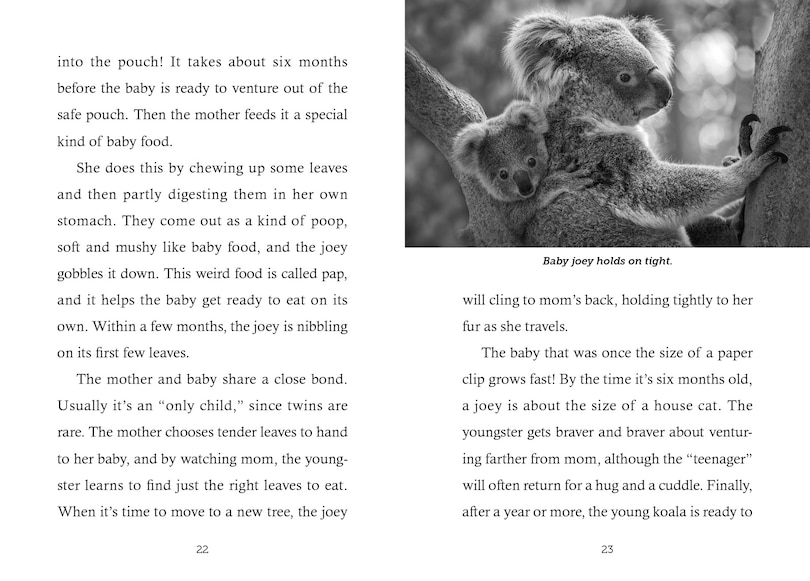 Sample content_Save the... Koalas