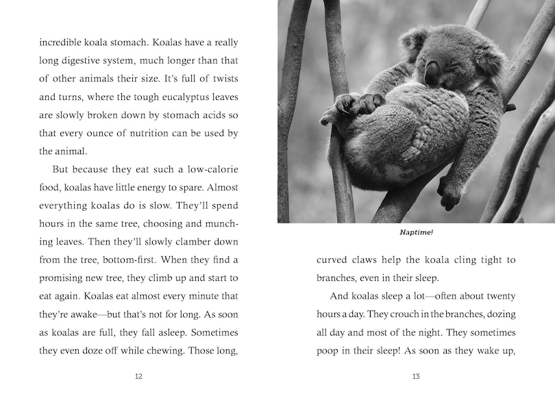 Sample content 3_Save the... Koalas