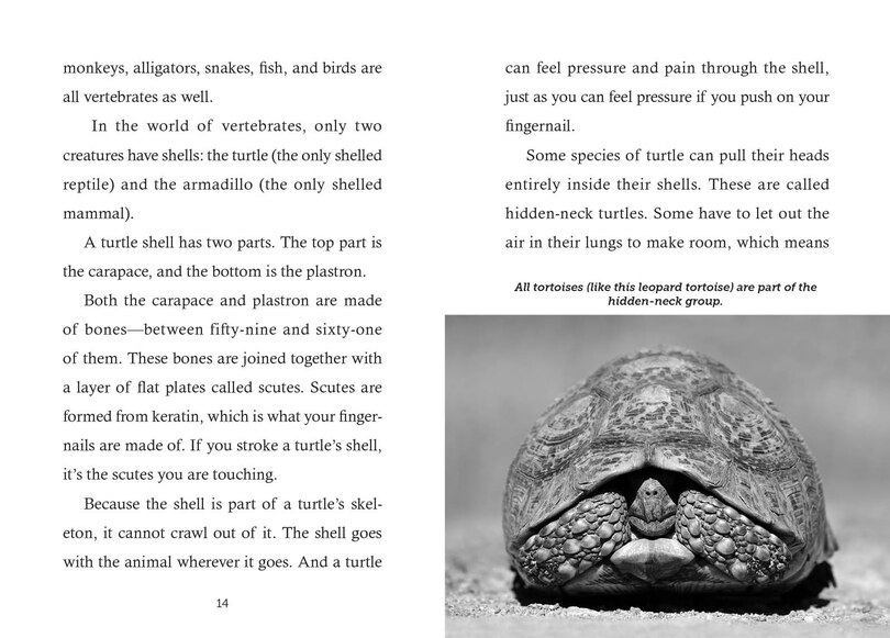 Sample content_Save the...Turtles