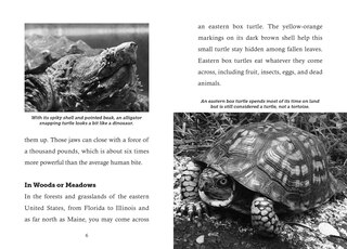 Sample content 4_Save the...Turtles