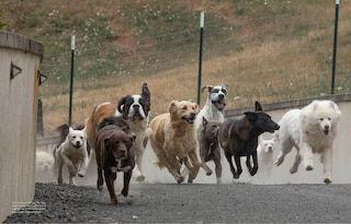 Sample content_Saved by the Pack