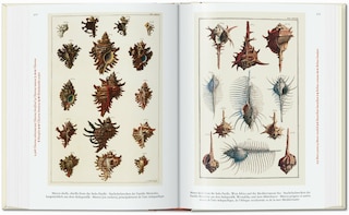 Sample content_Seba. Cabinet of Natural Curiosities. 45th Ed.