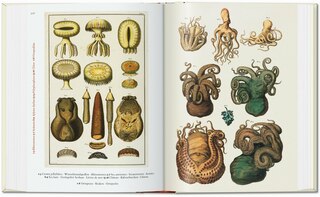 Sample content 2_Seba. Cabinet of Natural Curiosities. 45th Ed.