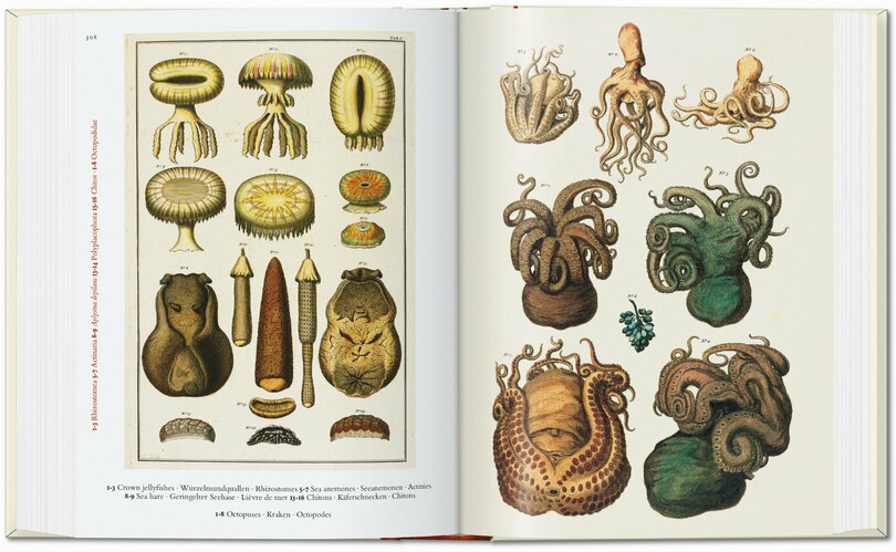 Sample content 2_Seba. Cabinet of Natural Curiosities. 45th Ed.