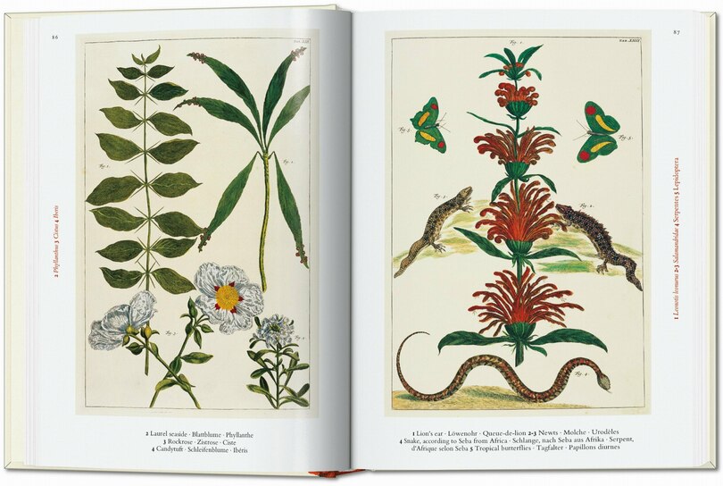 Sample content 4_Seba. Cabinet of Natural Curiosities. 45th Ed.