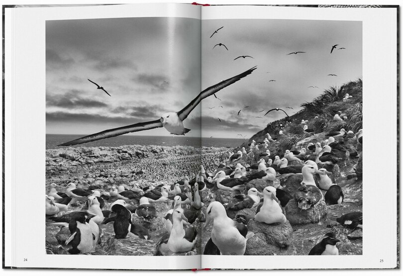 Sample content 3_Sebastião Salgado. GENESIS