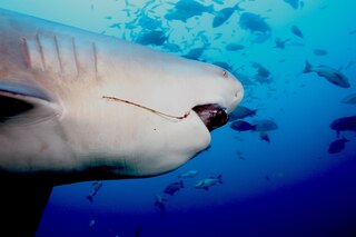 Sample content_Shark Assault