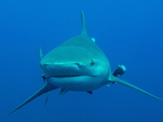 Sample content 2_Shark Assault