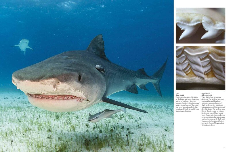 Sample content_Sharks and Underwater Predators
