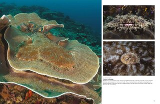 Sample content 2_Sharks and Underwater Predators