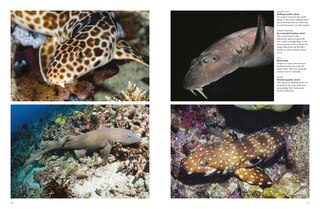 Sample content 3_Sharks and Underwater Predators