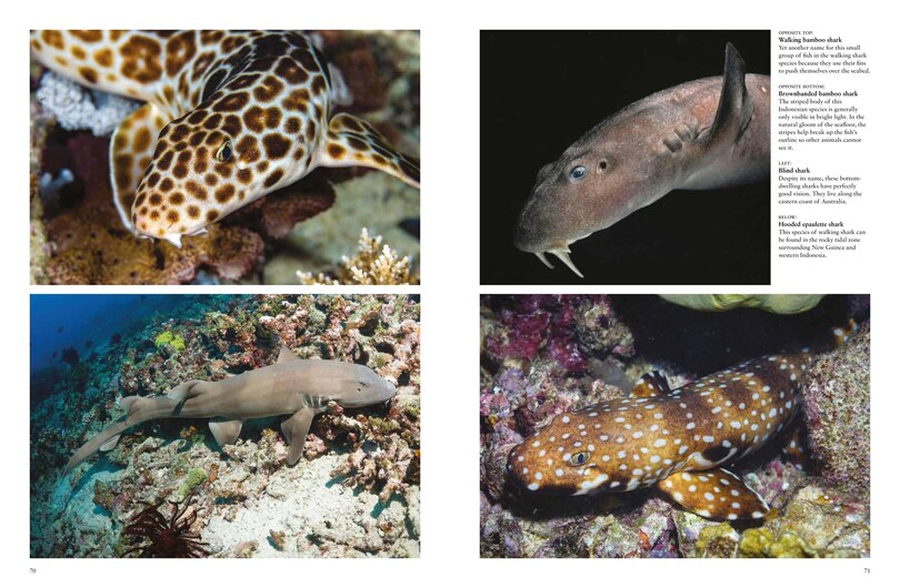 Sample content 3_Sharks and Underwater Predators