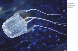 Sample content 4_Sharks and Underwater Predators