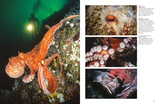 Sample content 5_Sharks and Underwater Predators