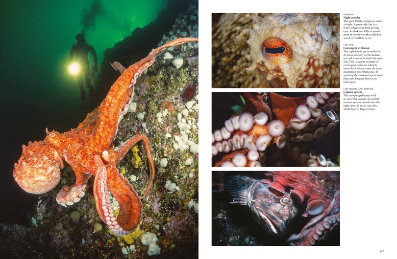 Sample content 5_Sharks and Underwater Predators