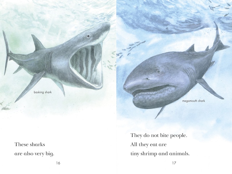 Sample content 3_Sharks!