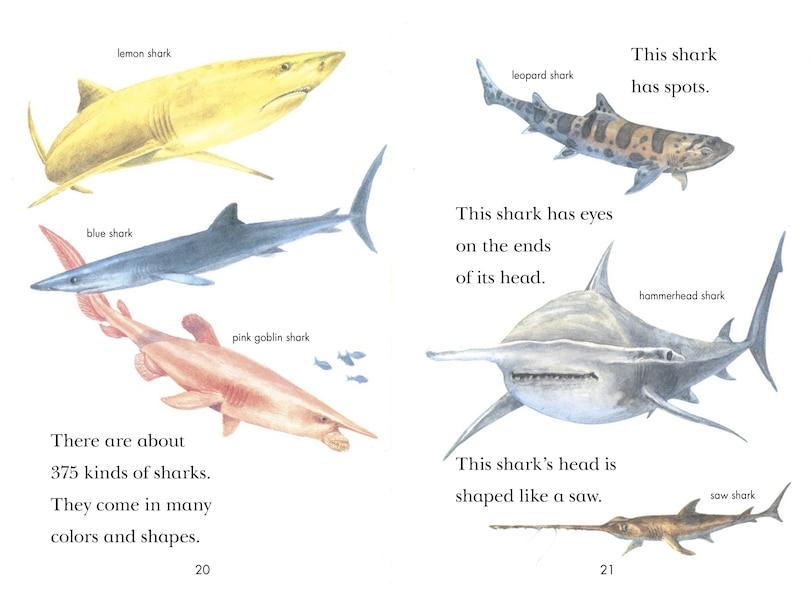 Sample content 4_Sharks!