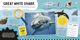 Sample content 3_Sharks!