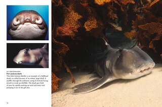 Sample content_Sharks & Underwater Predators