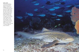 Sample content 2_Sharks & Underwater Predators