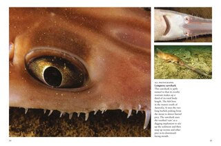 Sample content 3_Sharks & Underwater Predators