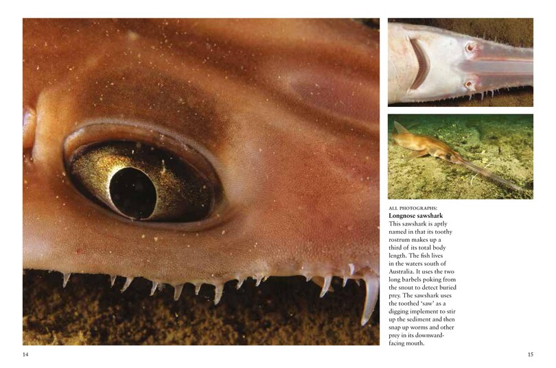 Sample content 3_Sharks & Underwater Predators