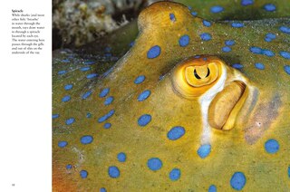 Sample content 4_Sharks & Underwater Predators