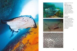 Sample content 5_Sharks & Underwater Predators